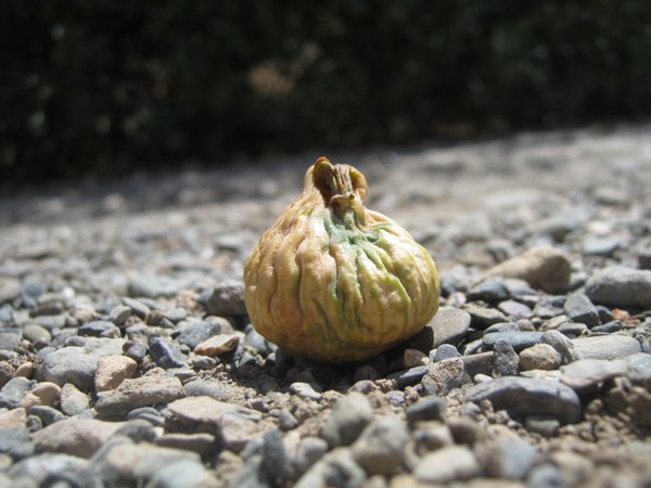 آيت زاغار #1