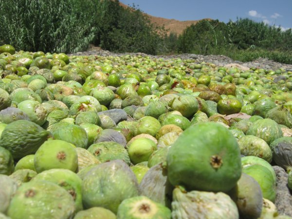 آيت زاغار #1