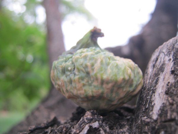 آيت زاغار #1