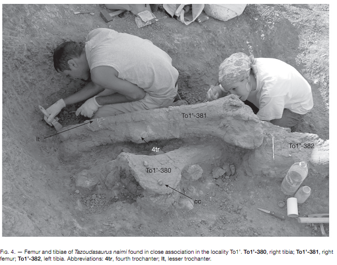 Scientific diagram showing the skeletal reconstruction of Tazoudasaurus naimi