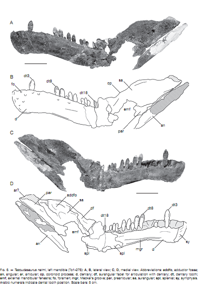 Detailed bone reconstruction of Tazoudasaurus showing anatomical features