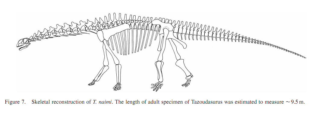 Complete reconstructed skeleton of Tazoudasaurus naimi showing its full 9.5 meter length